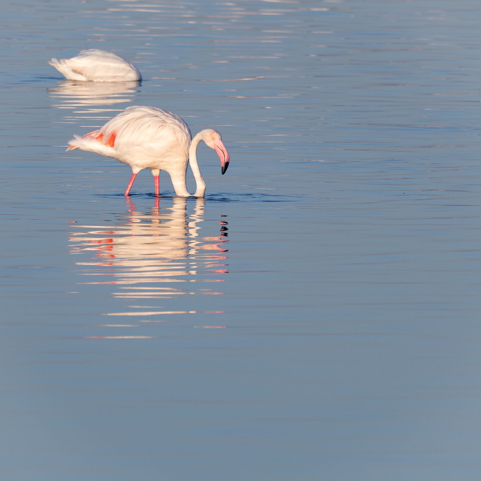 M.300mm F4.0 + MC-14 sample photo. Greater flamingos, greater flamingoes photography