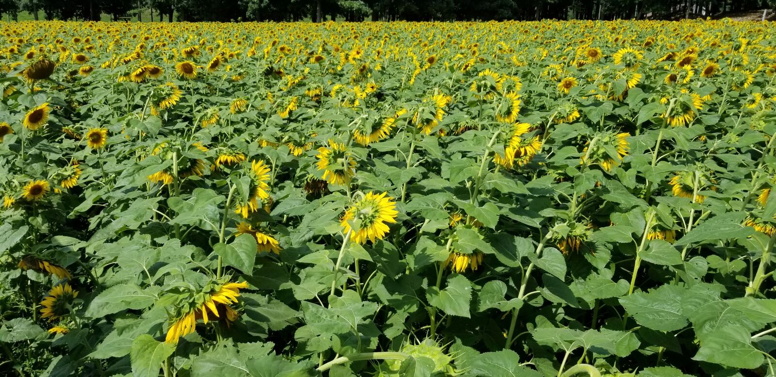 Samsung Galaxy S8 sample photo. Sunflower, field, bloom photography