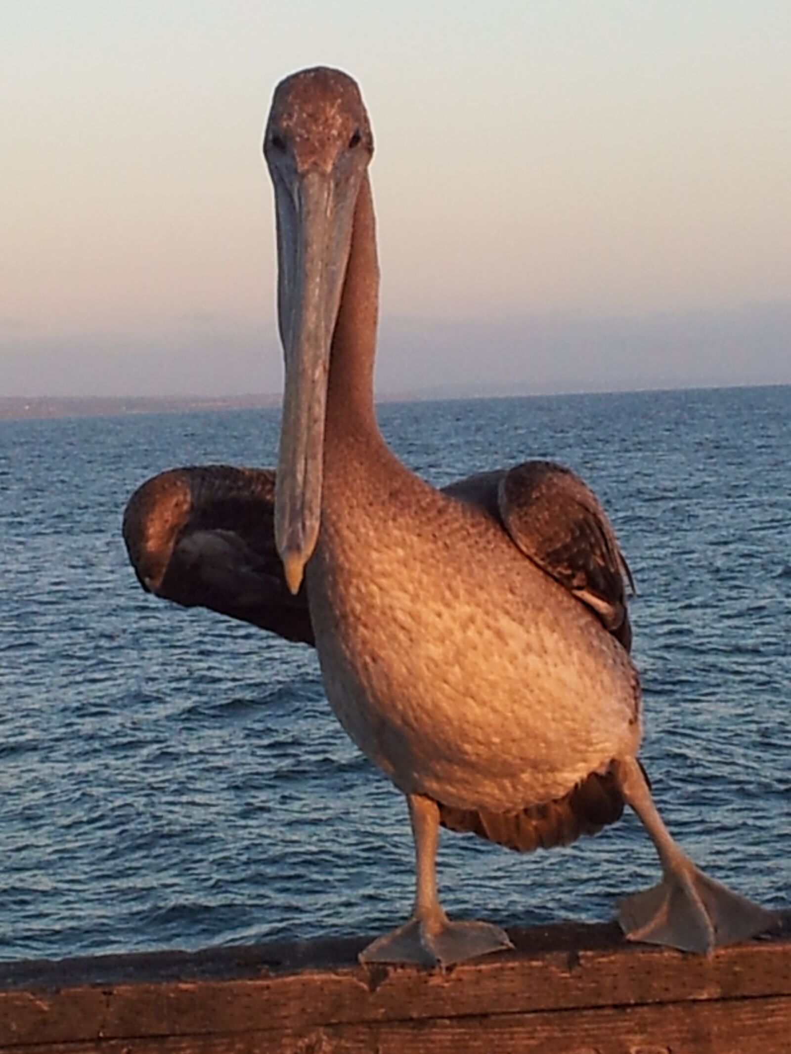 Samsung Galaxy S2 sample photo. Pelican, california, oceanside photography