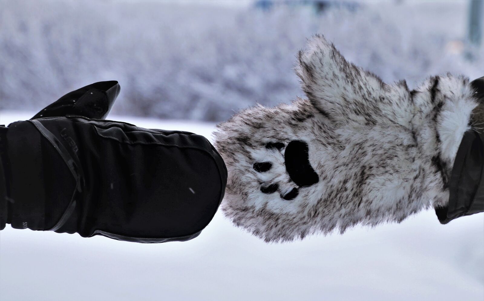 Canon EOS 80D sample photo. Lapland, fur, frozen photography