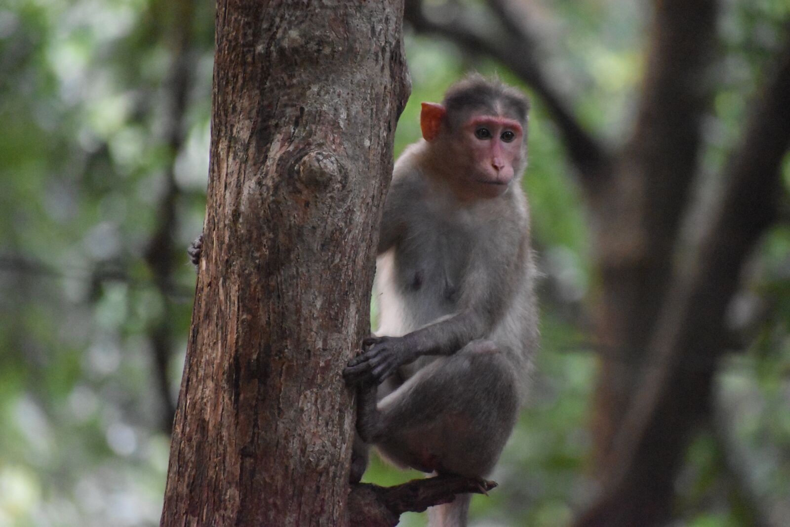 Nikon D3500 sample photo. Monkey, animal, zoo photography