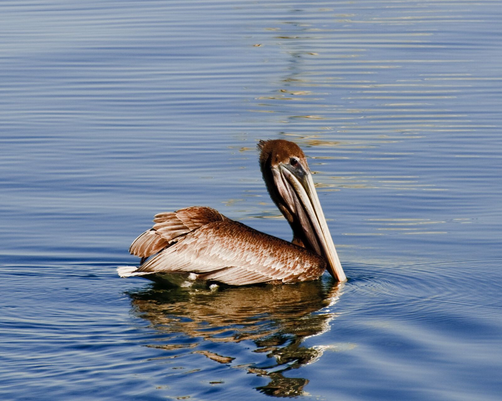 Nikon D300S sample photo. Pelican, brown, wildlife photography