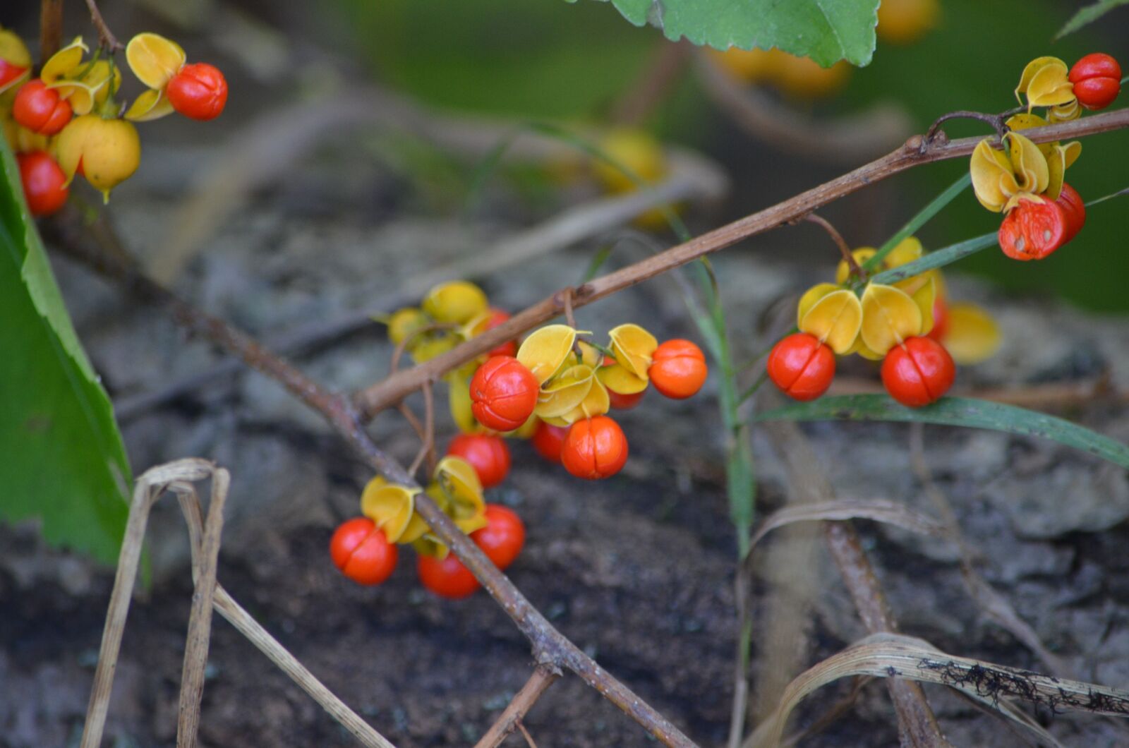 Nikon D7000 sample photo. Red, berries, nature photography