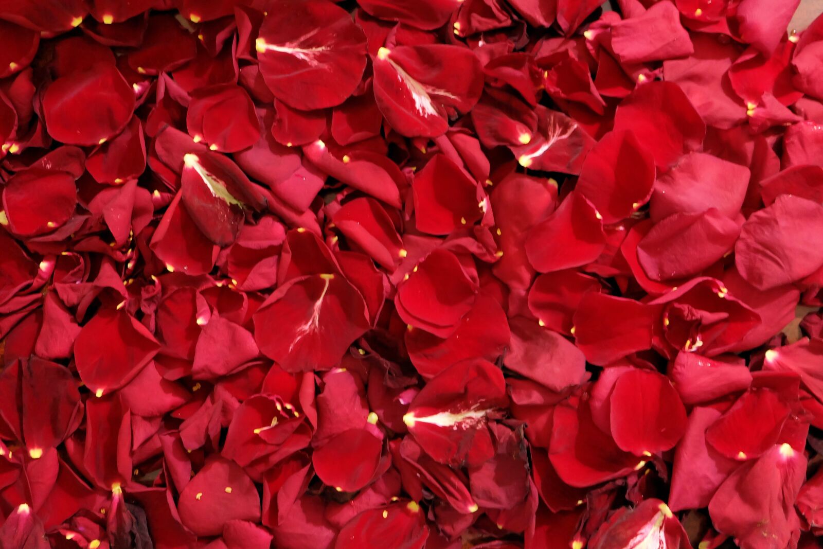 Fujifilm X-A2 + Fujifilm XC 16-50mm F3.5-5.6 OIS II sample photo. Petals, pink petals, red photography