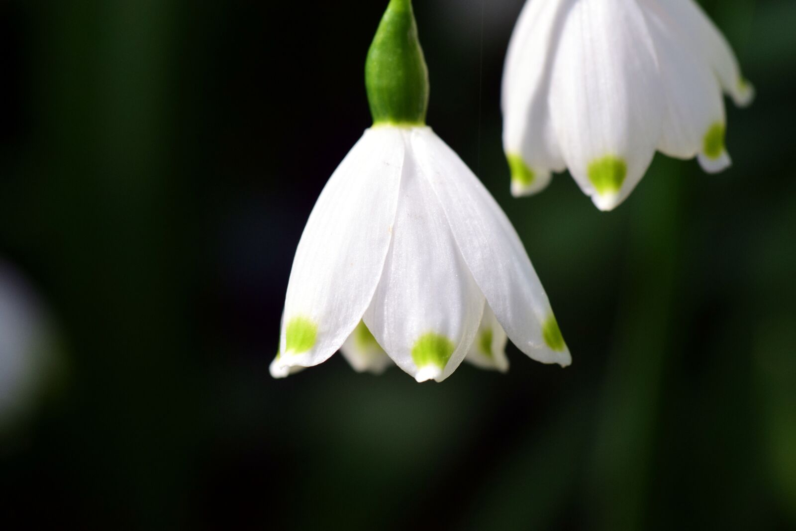 Nikon D3300 sample photo. Leucojum vernum, snowflake, great photography