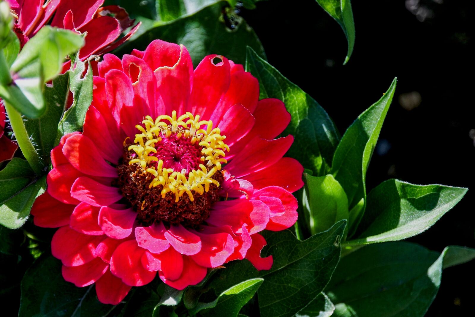 1 NIKKOR VR 10-100mm f/4-5.6 sample photo. Zinnia, red, flower photography