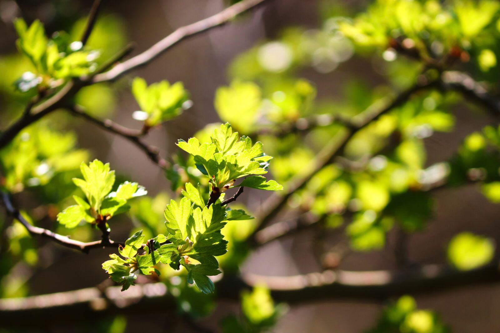 Canon EOS 200D (EOS Rebel SL2 / EOS Kiss X9) sample photo. Leaves, spring green, spring photography