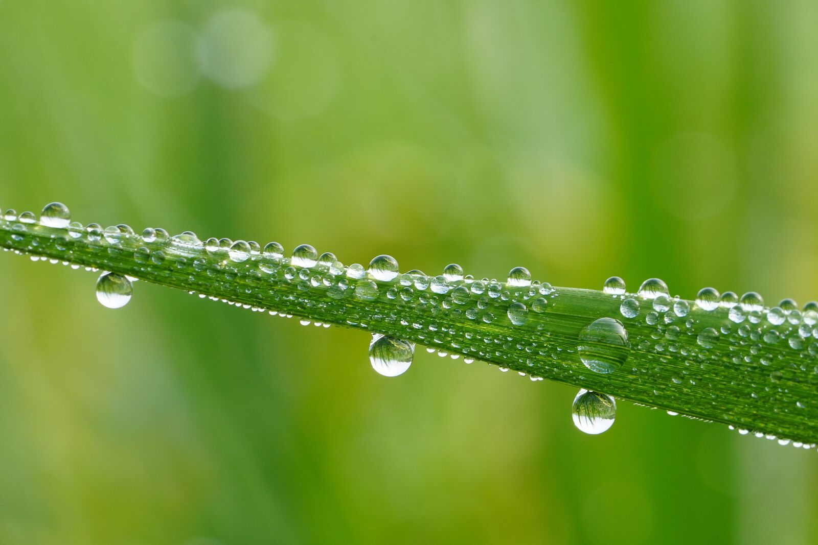 Sony a7R III + Sony FE 90mm F2.8 Macro G OSS sample photo. Dew, rice, food photography