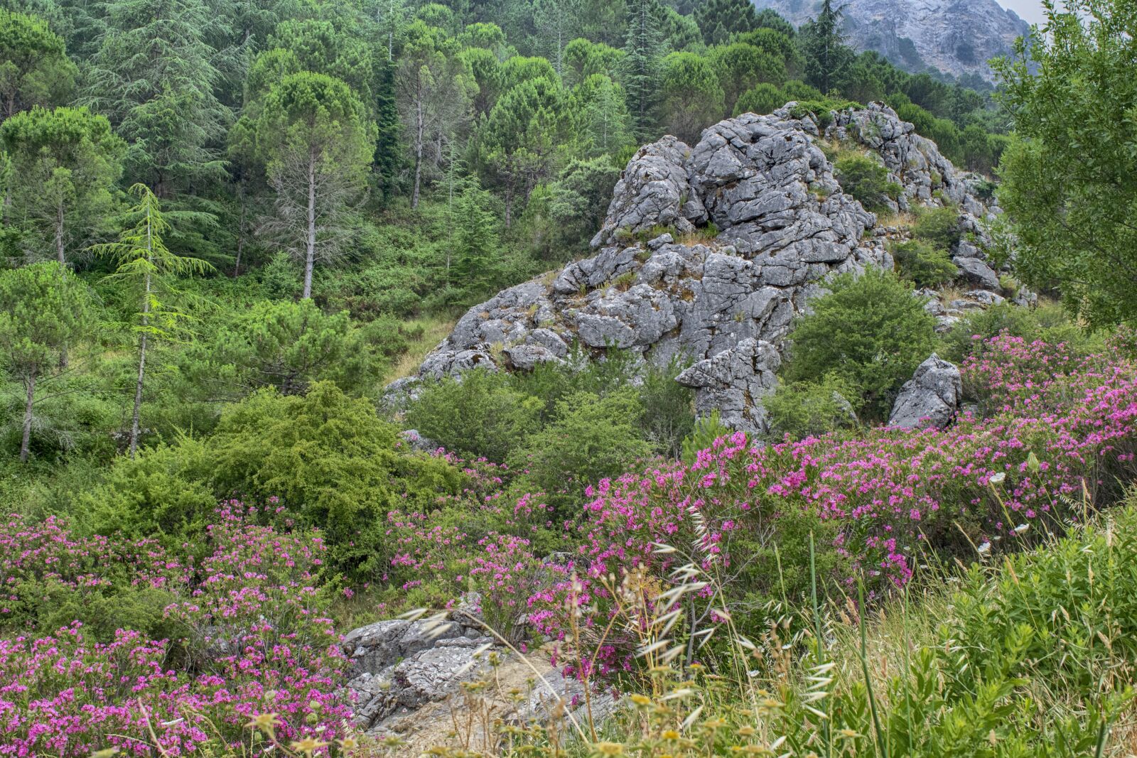 Nikon D3300 sample photo. Landscape, flowers, nature photography