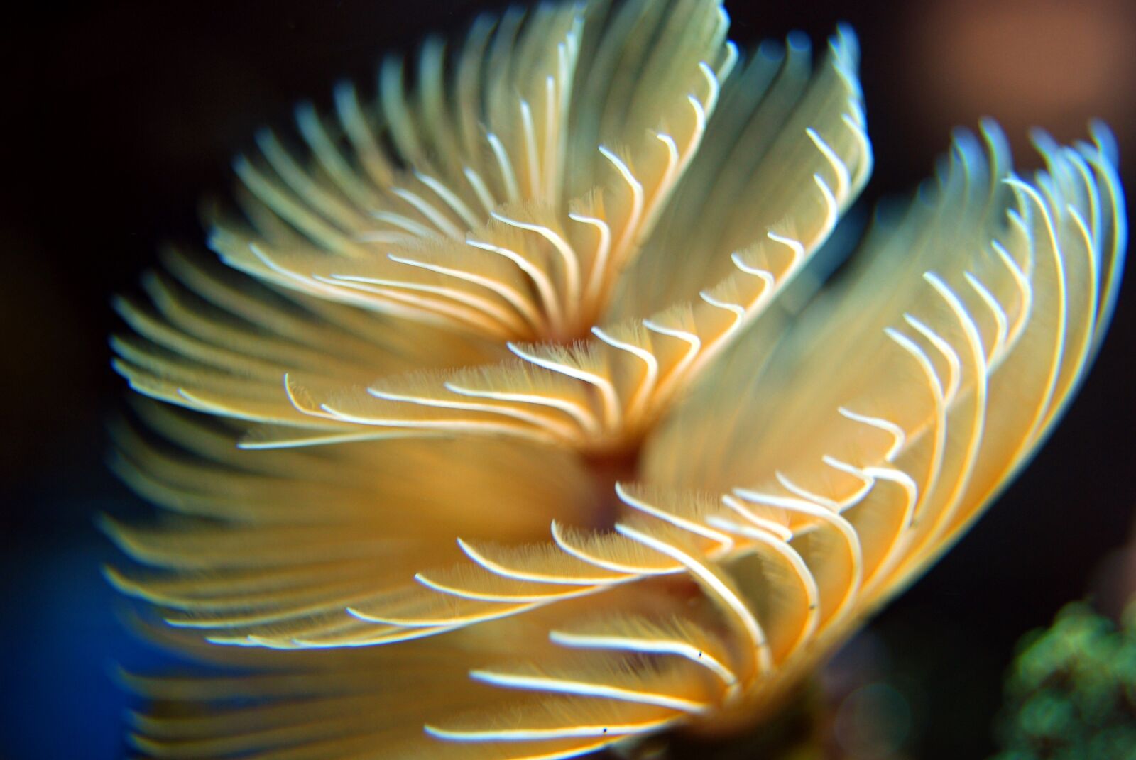 Nikon D40X sample photo. Worm, reef, underwater photography