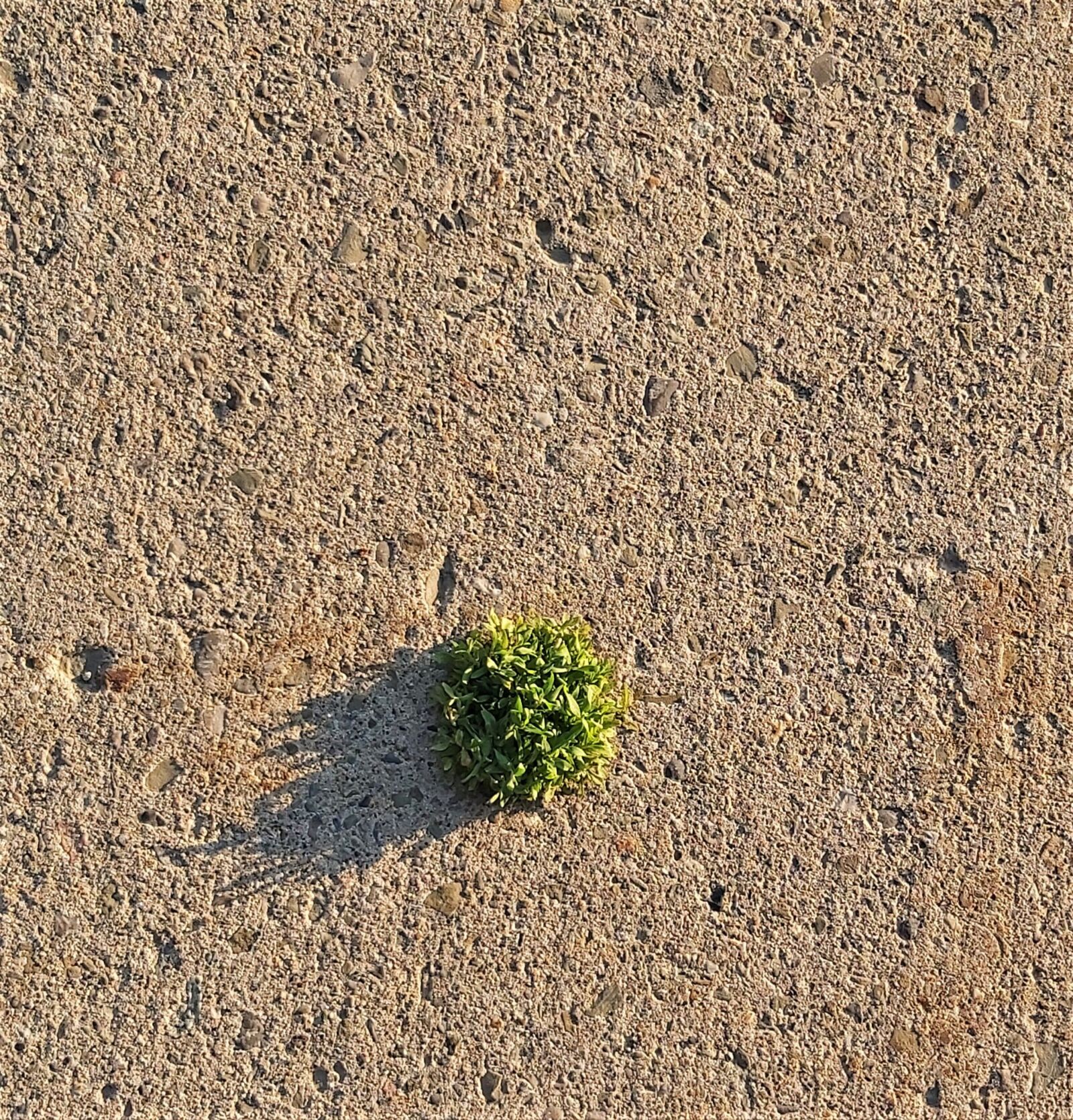 Samsung Galaxy A70 sample photo. Grow, plant, stone photography