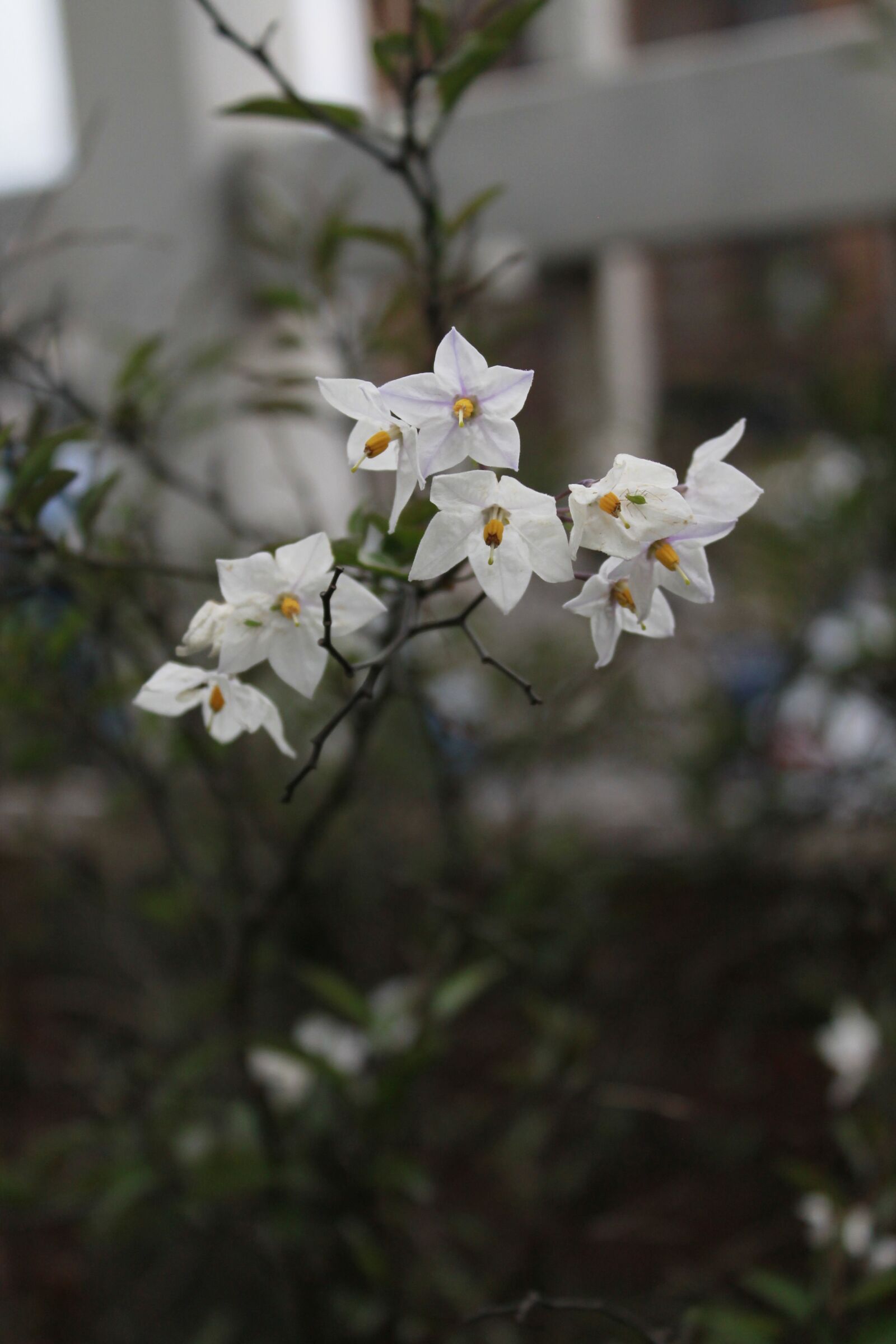 Canon EOS 1100D (EOS Rebel T3 / EOS Kiss X50) sample photo. Flowers, white, women photography