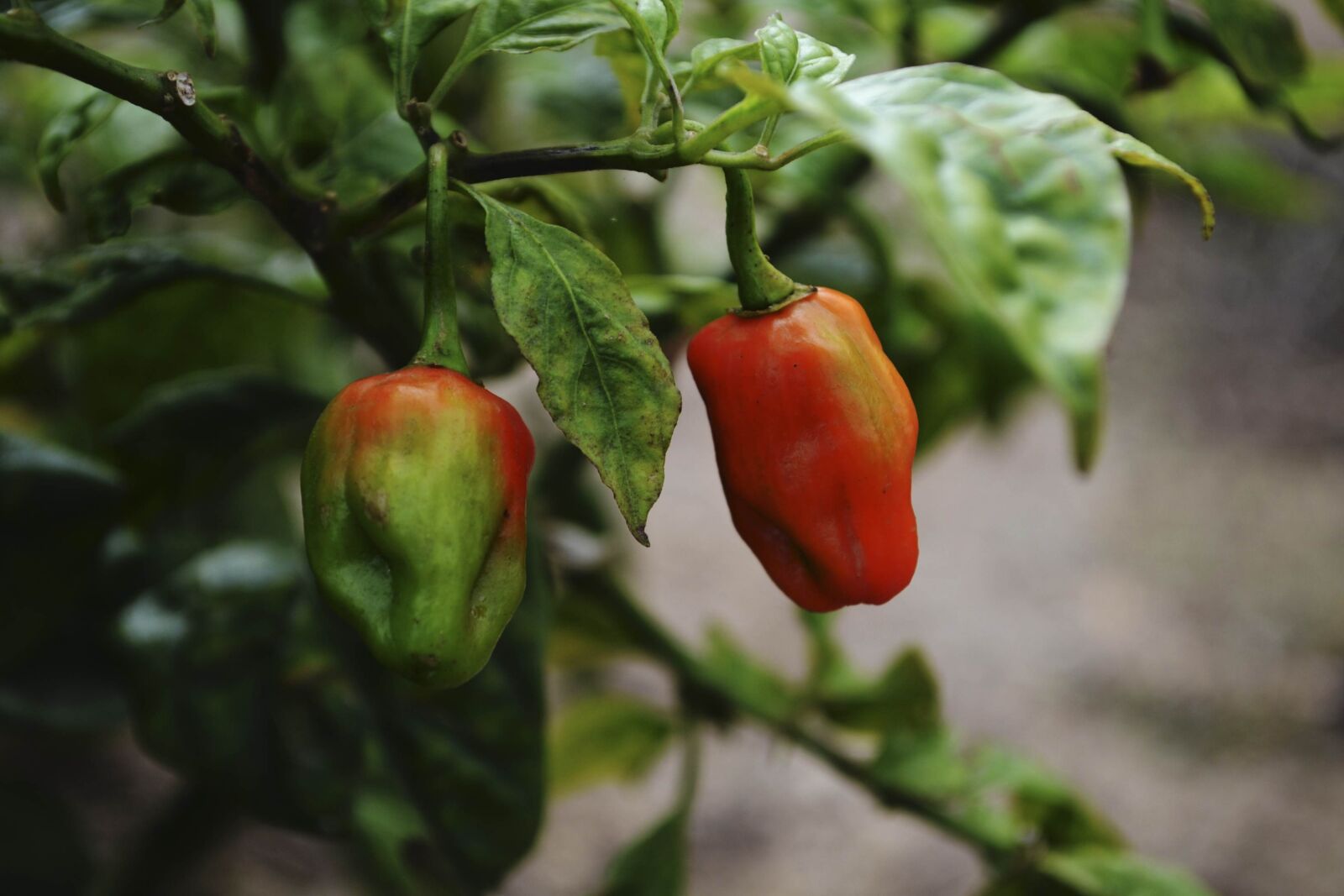 Nikon D3100 sample photo. Aji, chillies, planting photography
