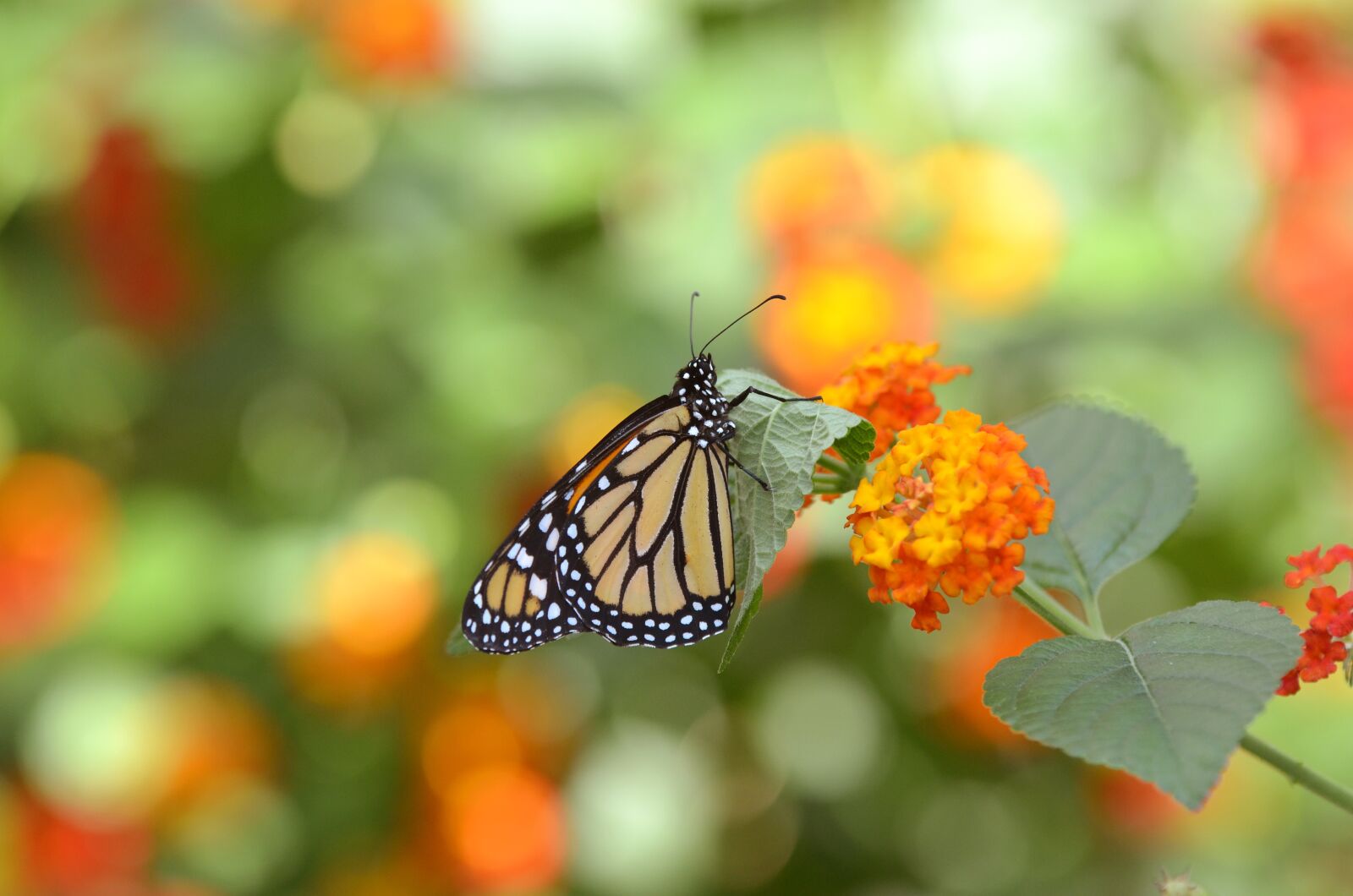 Nikon D5100 sample photo. Butterfly, flower, insect photography