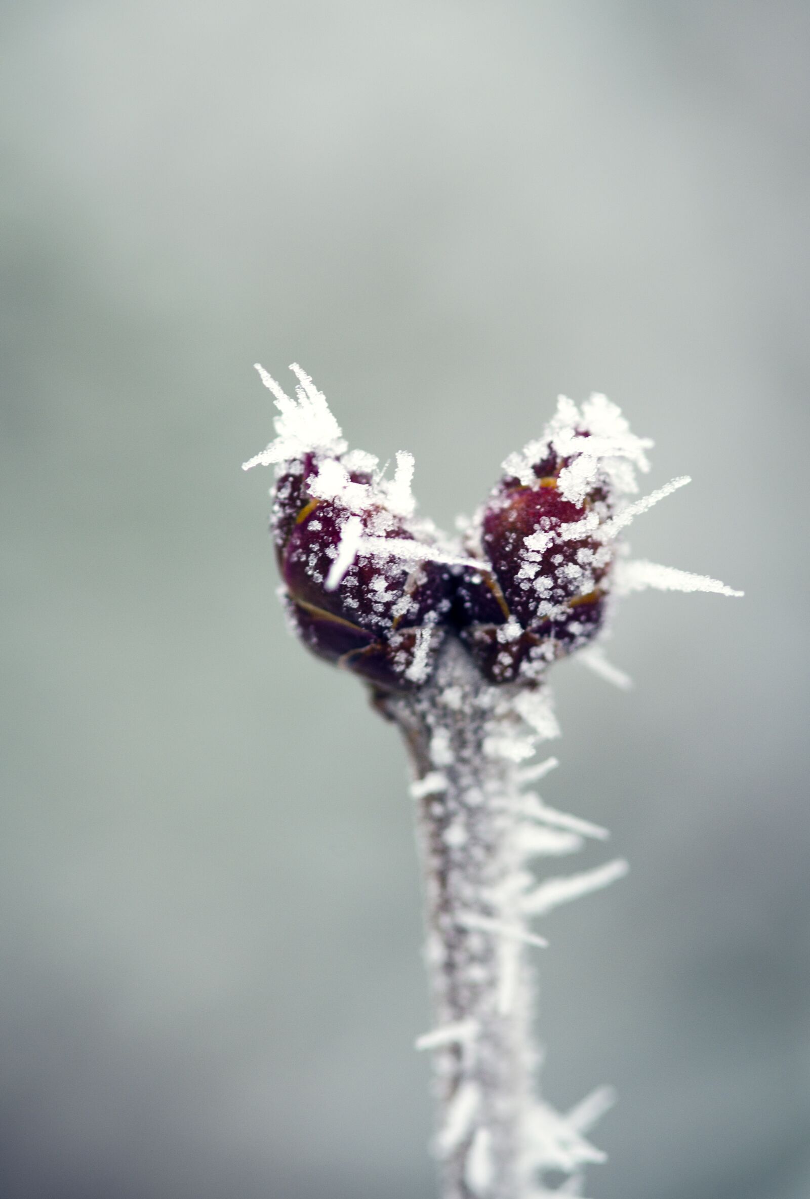 Nikon D5100 sample photo. Macro, nature, winter photography