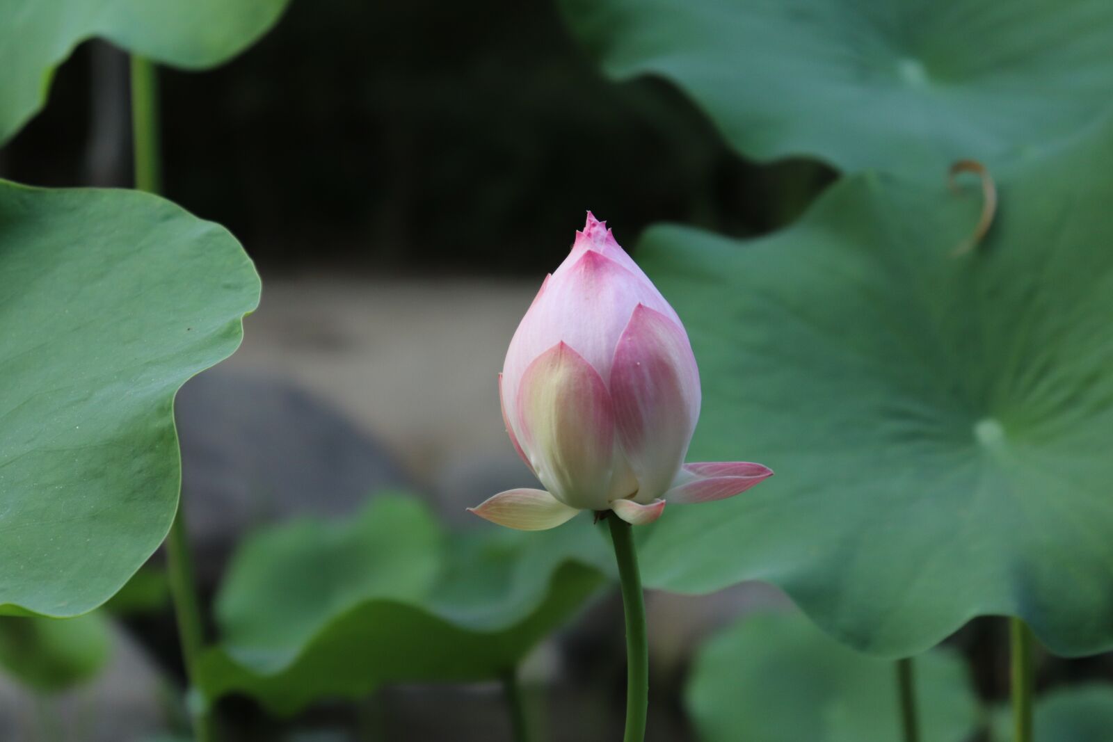 Canon EOS 800D (EOS Rebel T7i / EOS Kiss X9i) sample photo. Lotus, flower, leaf photography