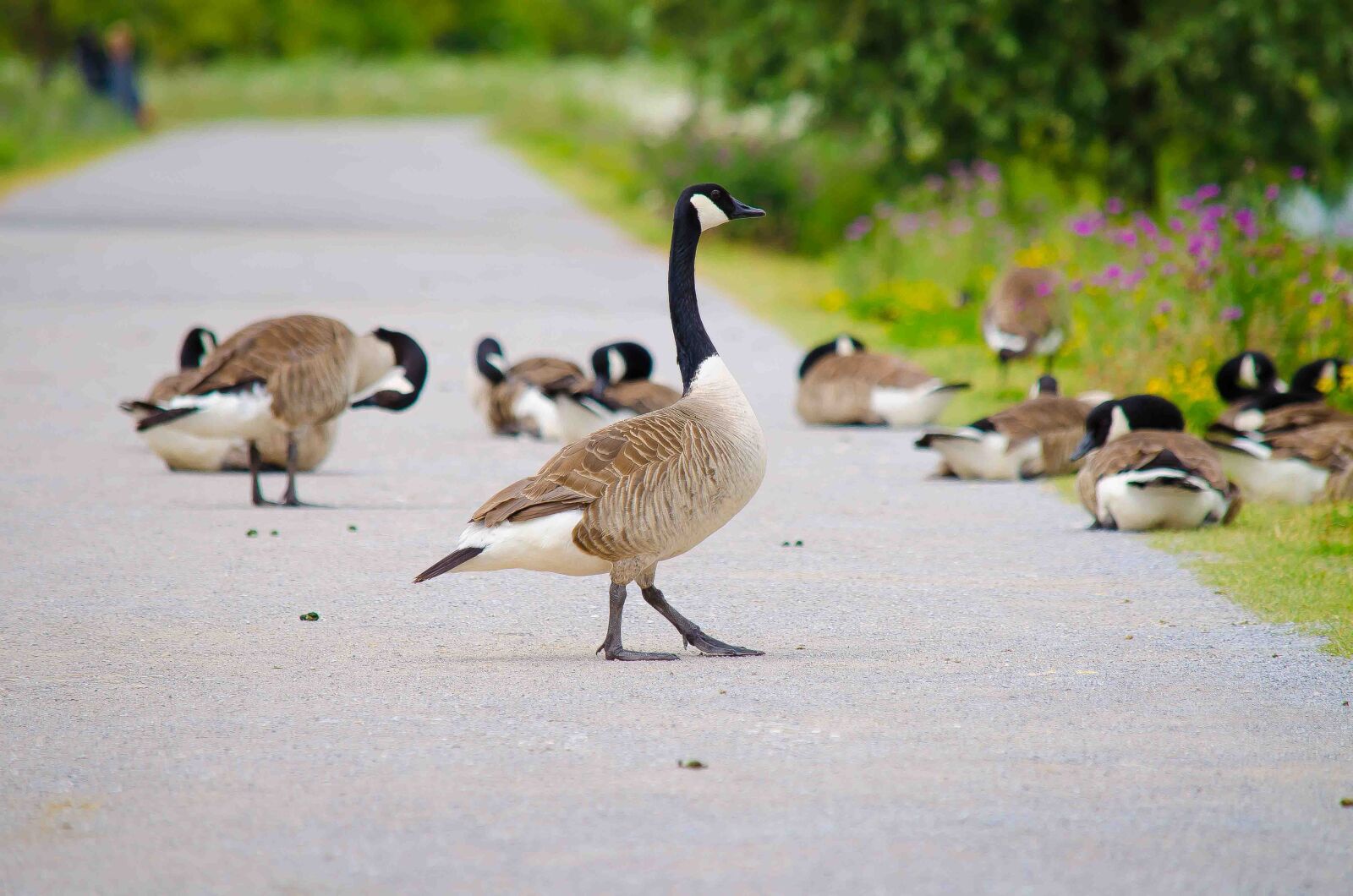 Nikon D5100 sample photo. Nilgänse, geese, bird photography