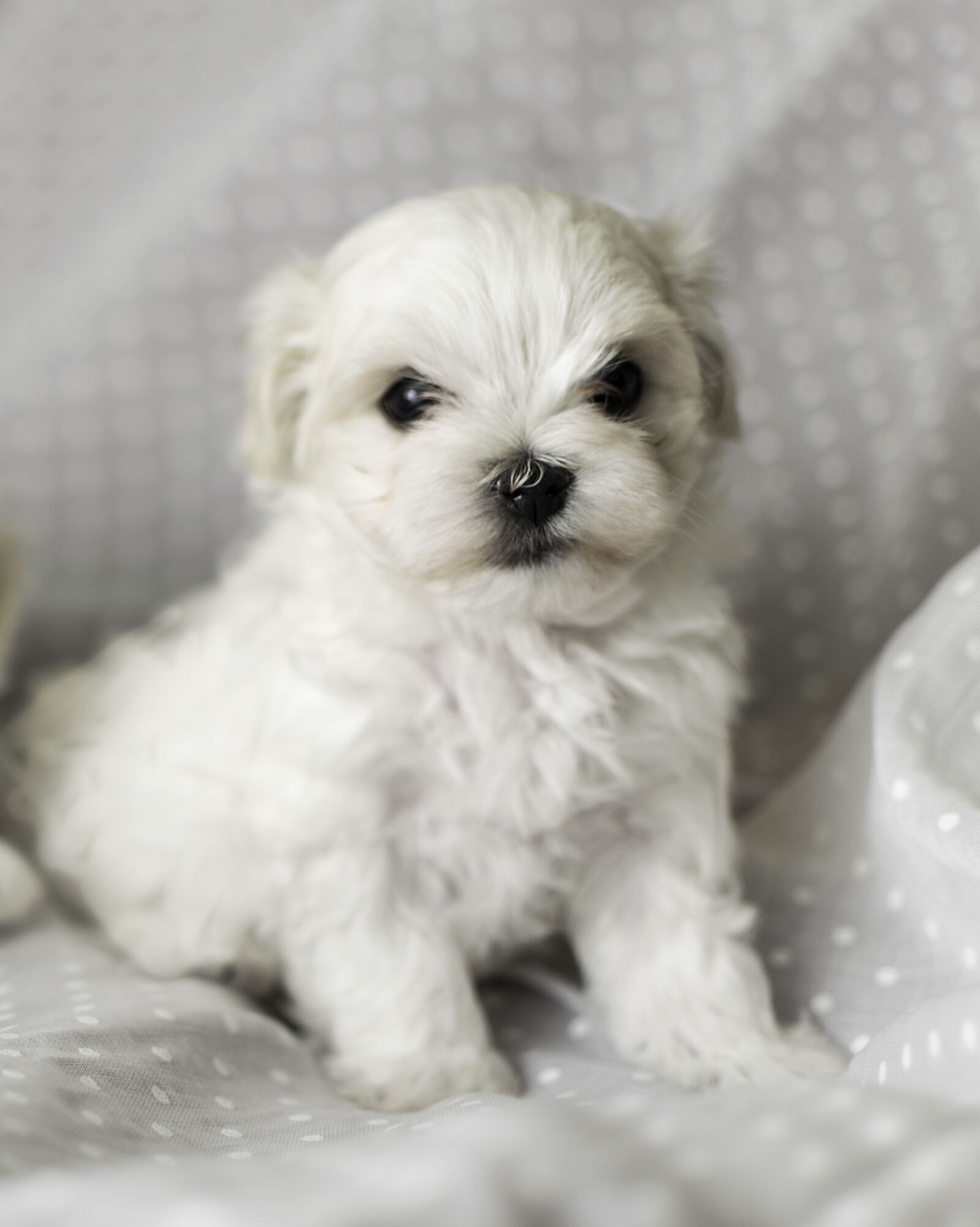 Nikon D5300 sample photo. Dog, pet, puppy photography