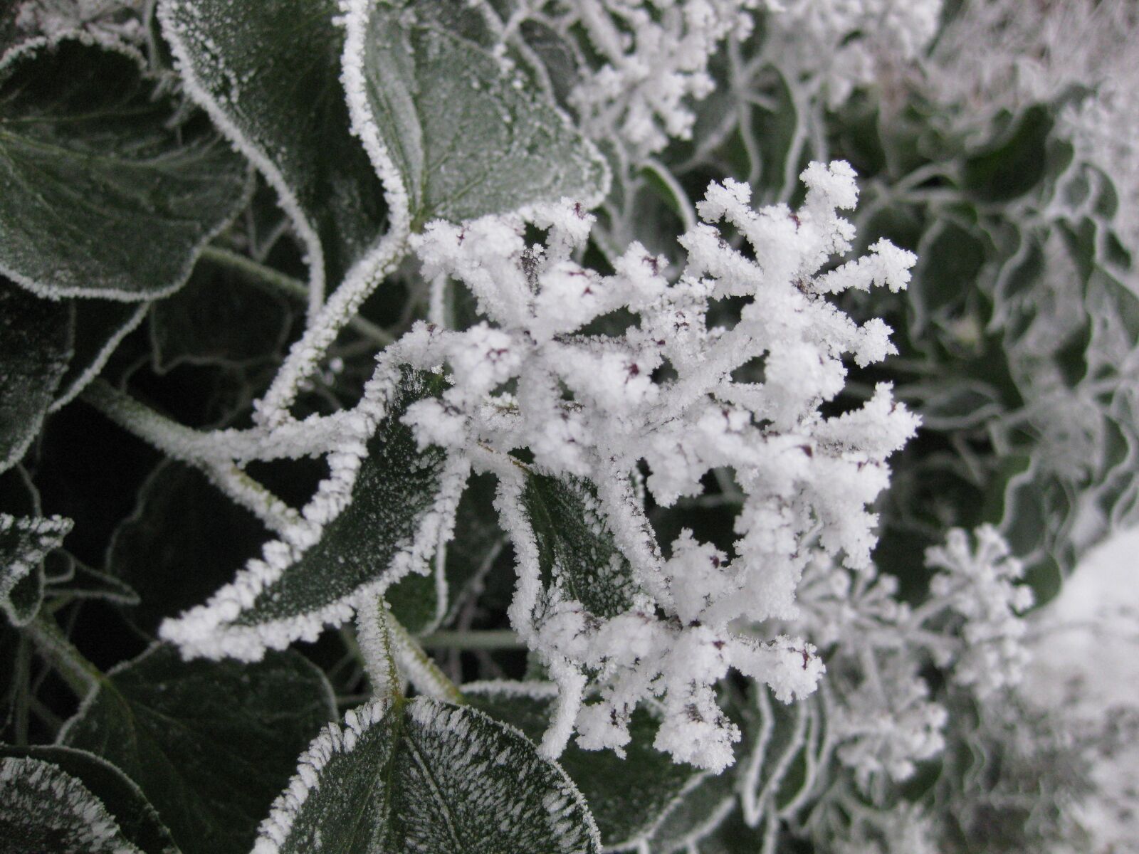 Canon PowerShot SD770 IS (Digital IXUS 85 IS / IXY Digital 25 IS) sample photo. Frost, winter, nature photography