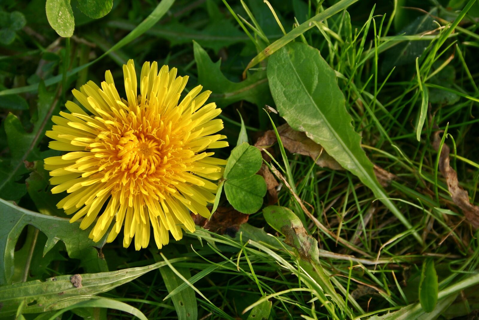 Canon EOS 300D (EOS Digital Rebel / EOS Kiss Digital) sample photo. Dandelion, flower, blossom photography
