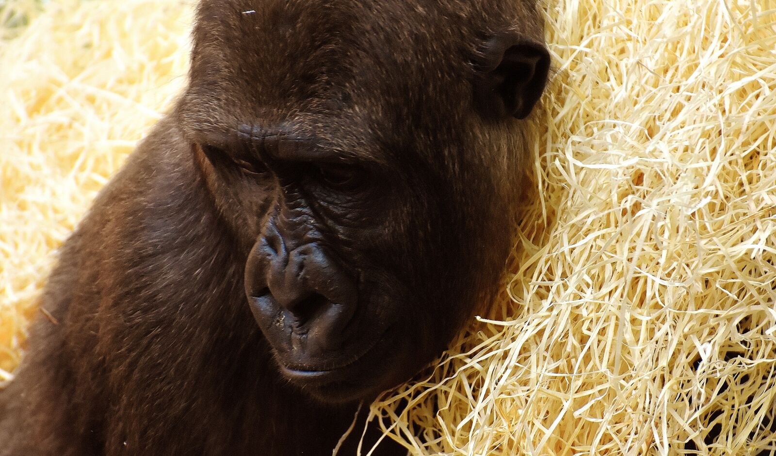 Nikon D7200 sample photo. Gorilla, monkey, animal photography