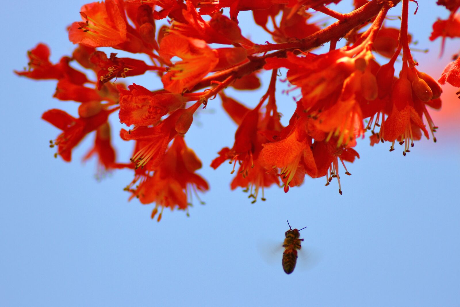 Canon EOS 7D sample photo. Bee, nature, blossom photography