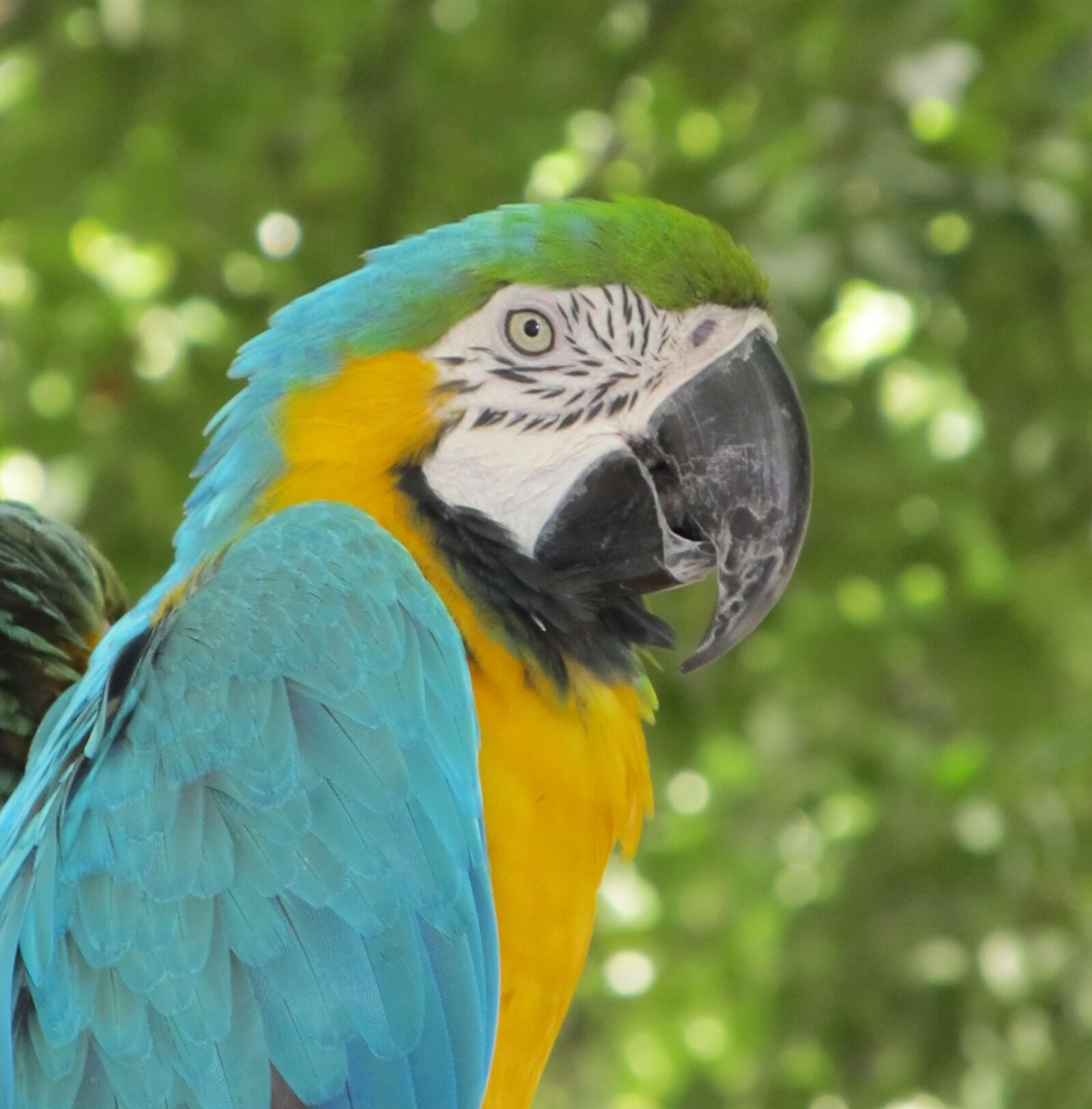 Canon PowerShot SX130 IS sample photo. Macaw, parrot, bird photography