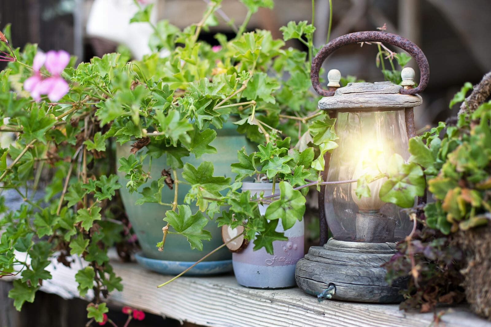 Canon EF 50mm F1.4 USM sample photo. Lantern, lit, plants photography