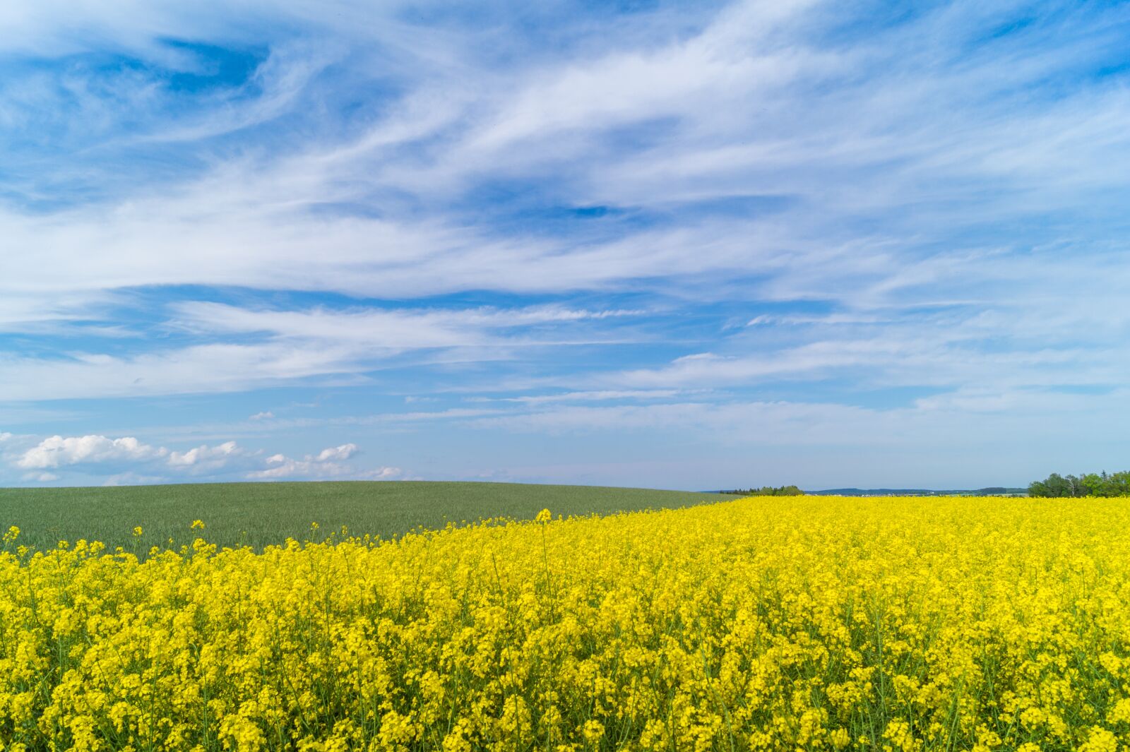 Sony DT 18-55mm F3.5-5.6 SAM II sample photo. Field of rapeseeds, landscape photography