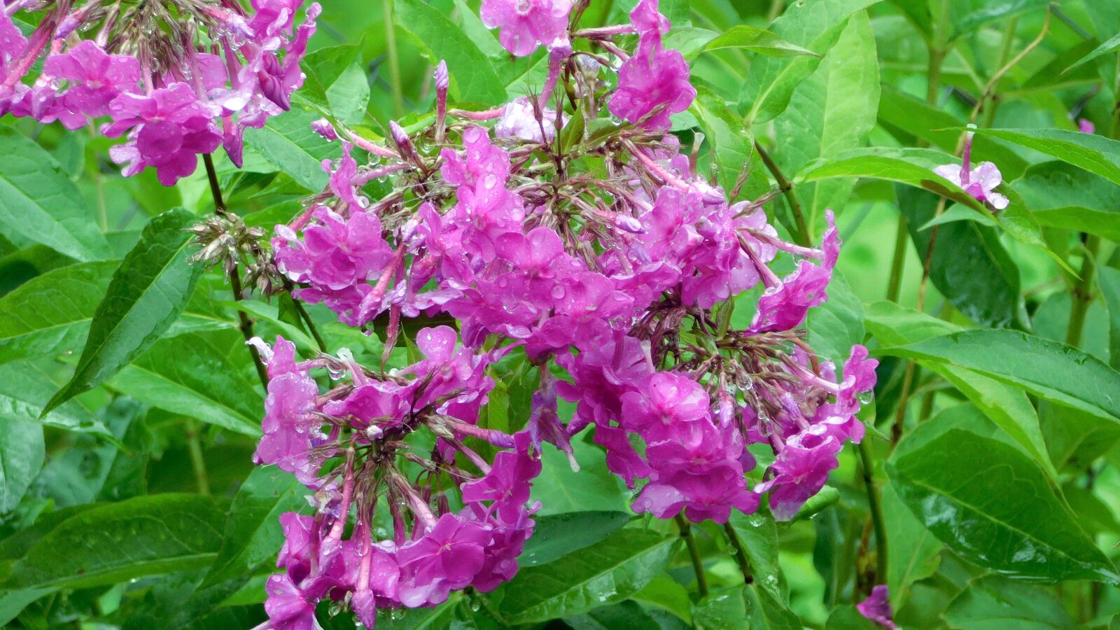 Nikon Coolpix L840 sample photo. Dacha, flowers, village photography