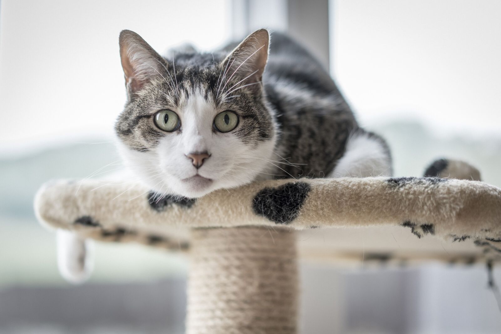 Sony a7R II + Sony Sonnar T* FE 55mm F1.8 ZA sample photo. Cat, portrait, domestic photography