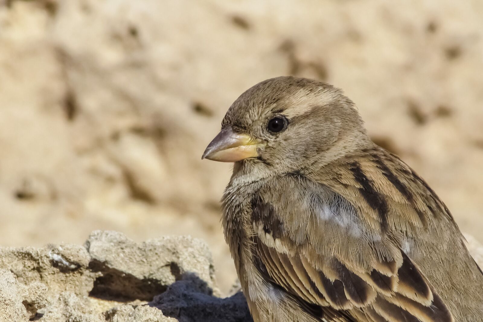 Canon PowerShot SX400 IS sample photo. Sparrow, bird, wildlife photography