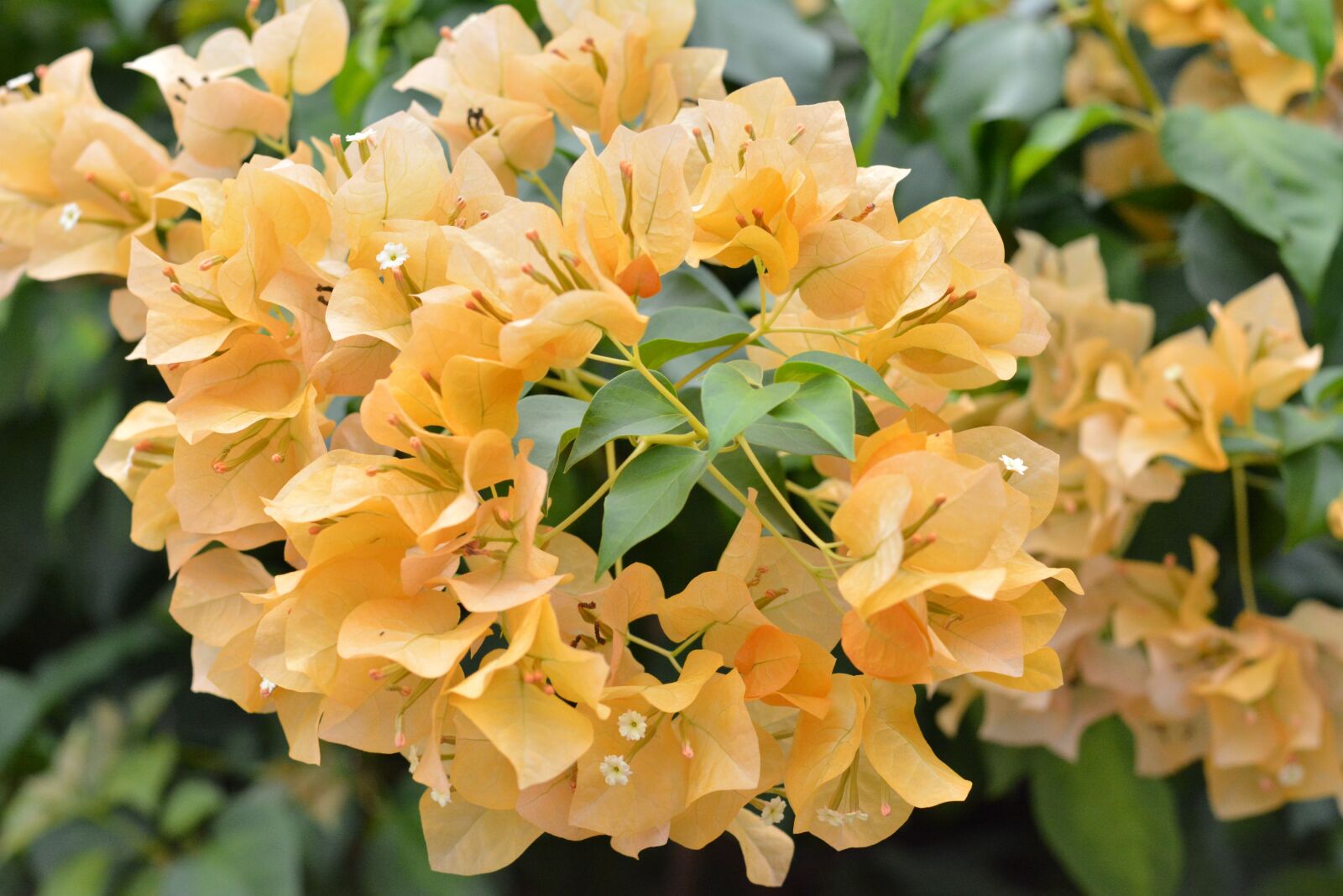 Nikon D5200 sample photo. Bougainvillea, flowers, orange photography