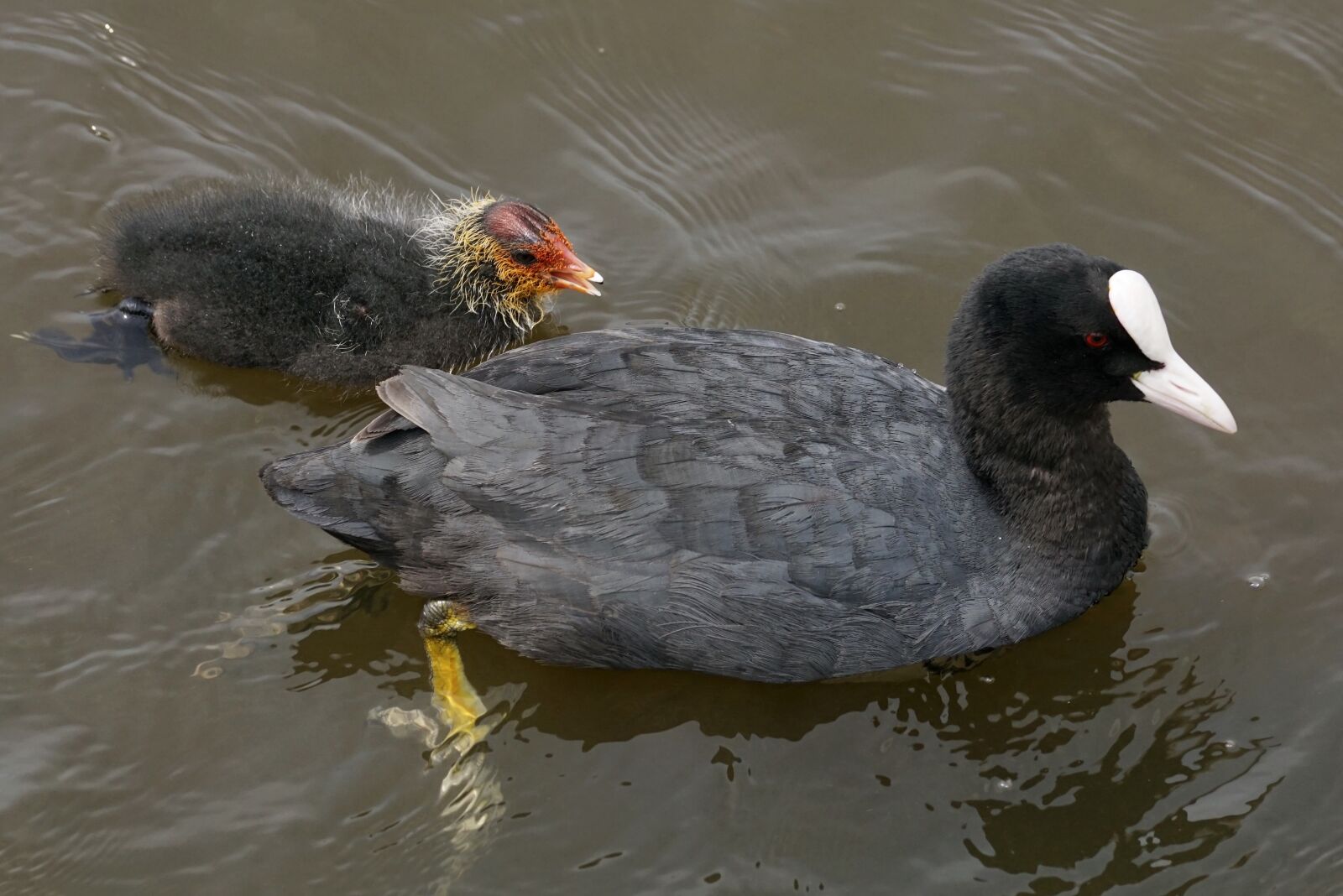 Sony DT 55-300mm F4.5-5.6 SAM sample photo. Coot, waterfowl, plumage photography