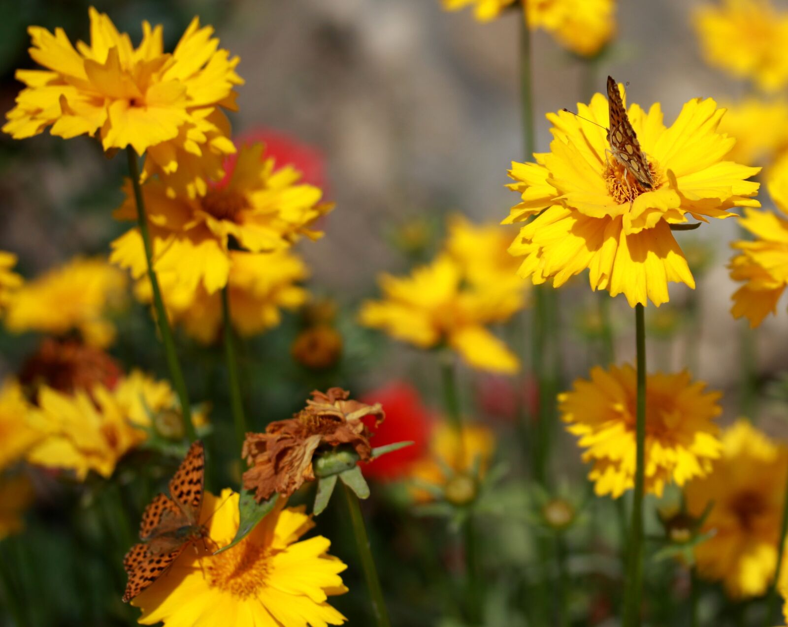 Canon EF-S 60mm F2.8 Macro USM sample photo. Butterfly, flower, yellow photography