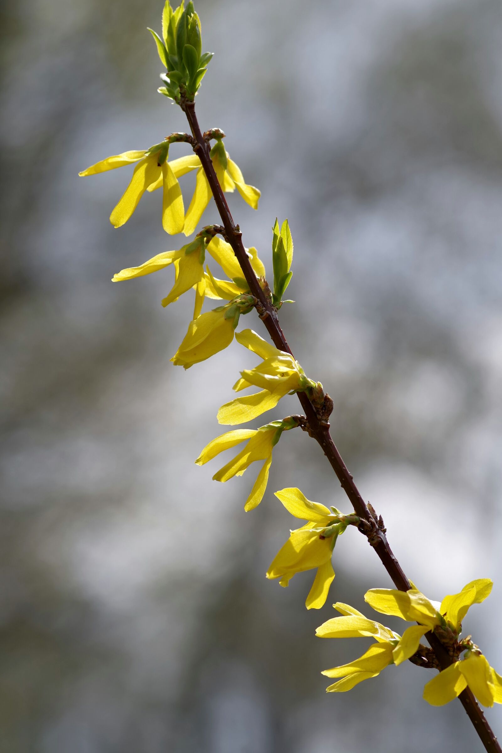 Pentax K-S2 sample photo. Forsythia, yellow, flowers photography