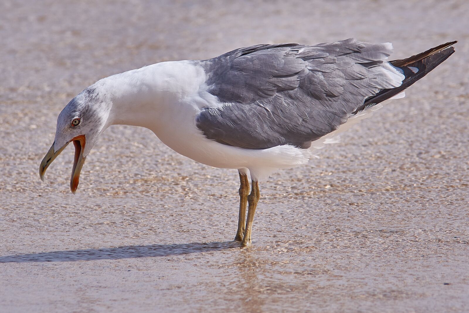 Nikon D7200 sample photo. Seagull, bird, sea photography