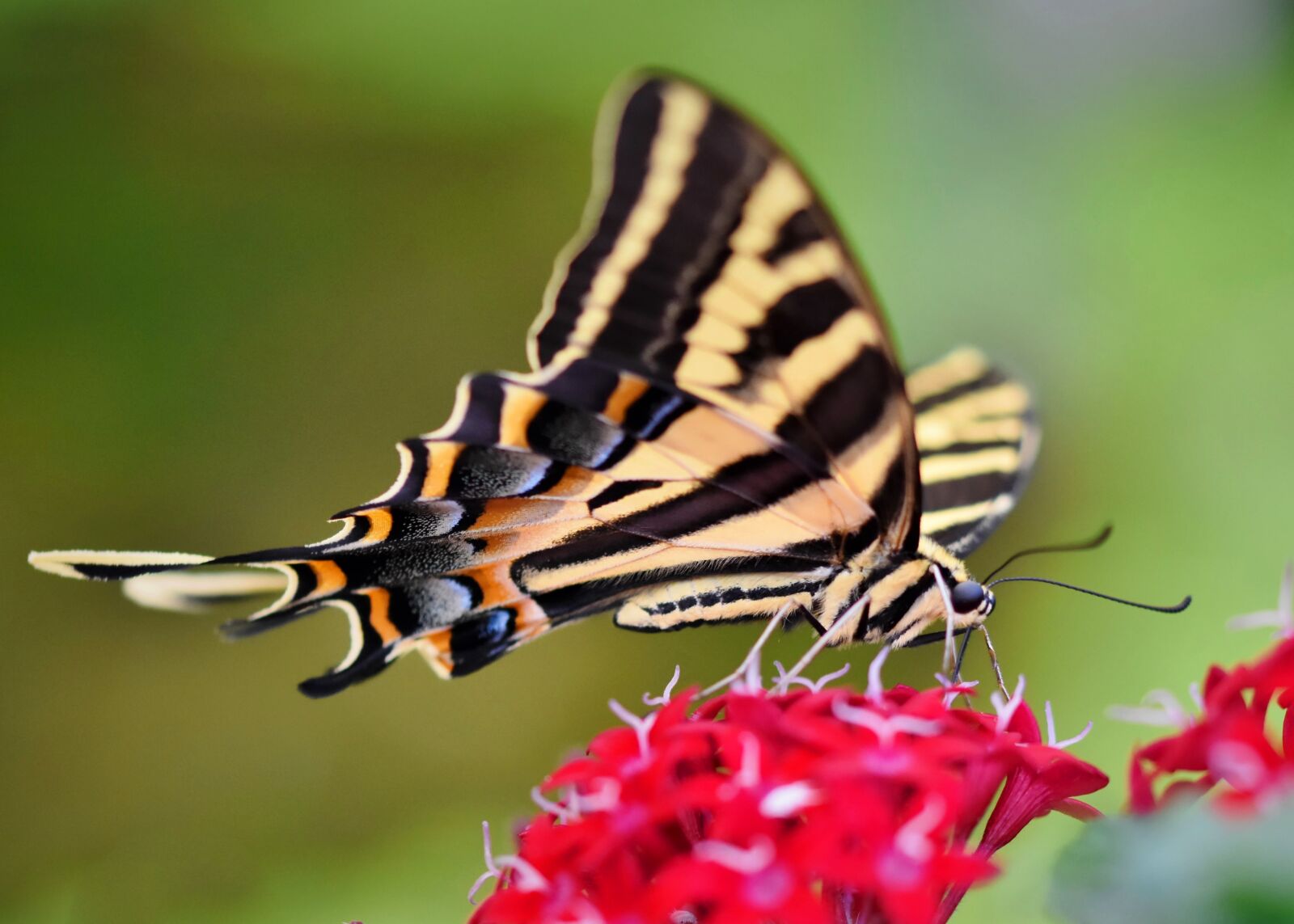 Nikon D7200 sample photo. Schwalbenschw nzchen, butterfly, tropical photography