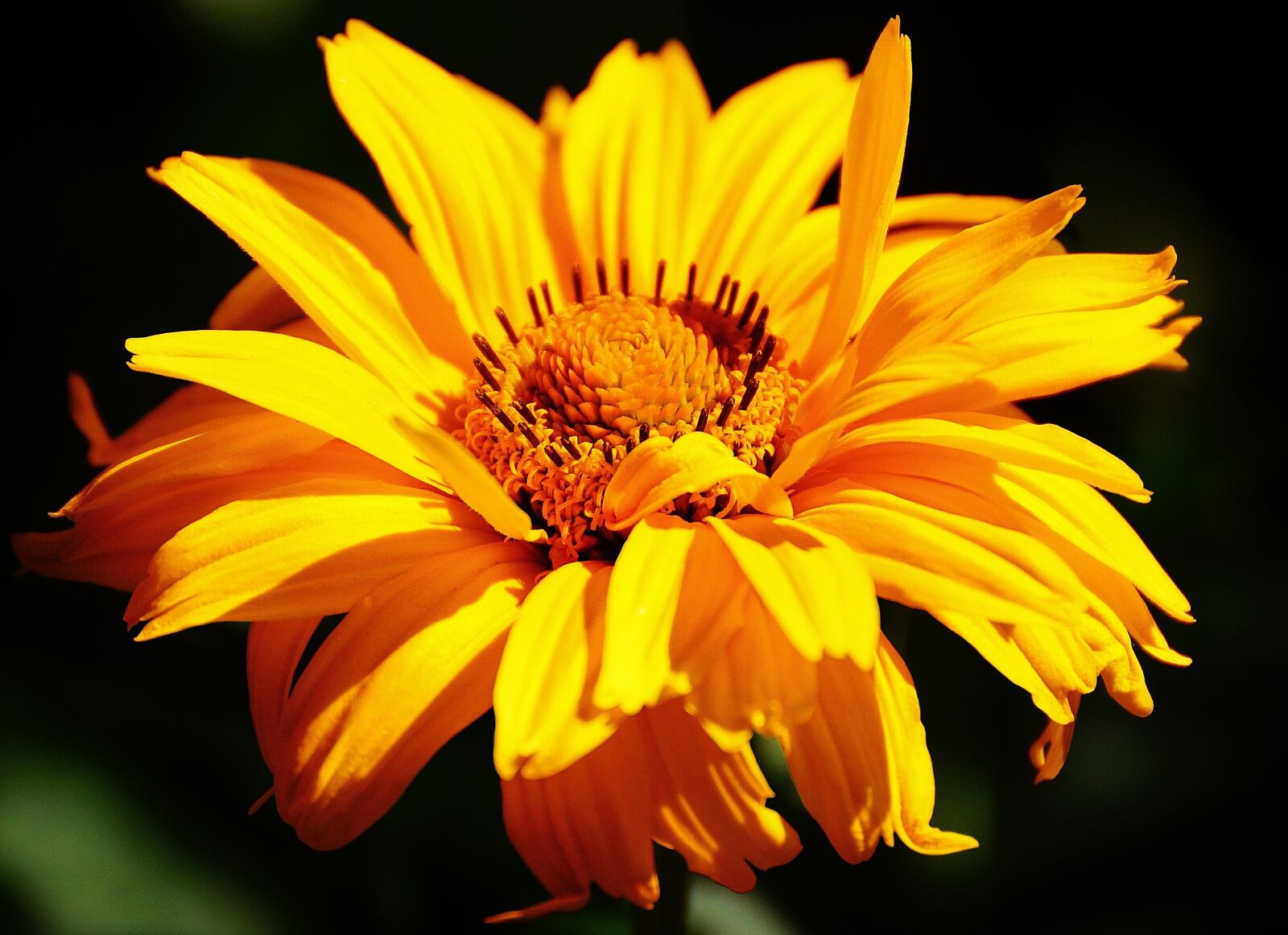 Nikon D3200 sample photo. Flower, yellow, blossom photography
