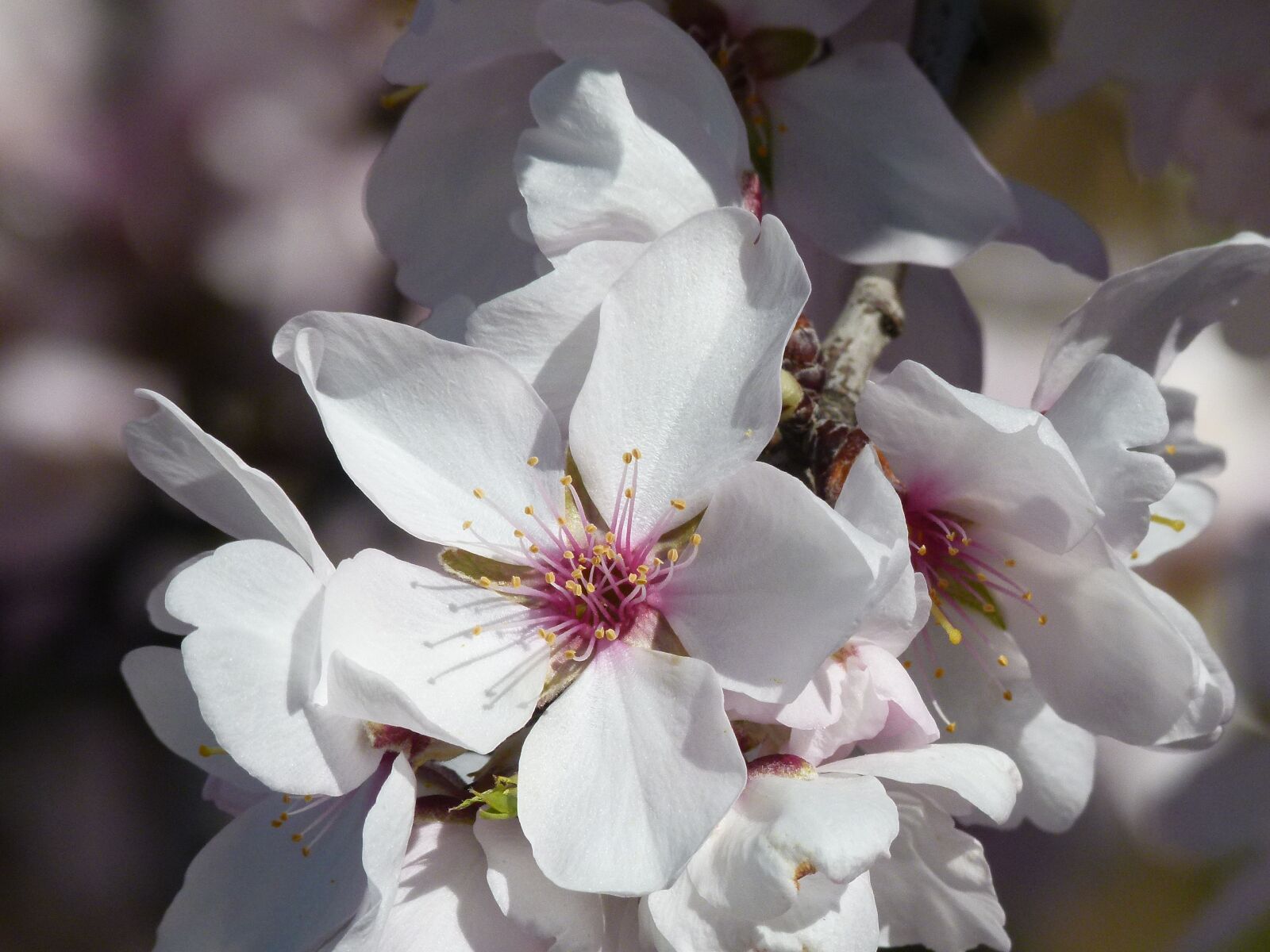 Leica V-Lux 2 sample photo. Flower, spring, almond tree photography