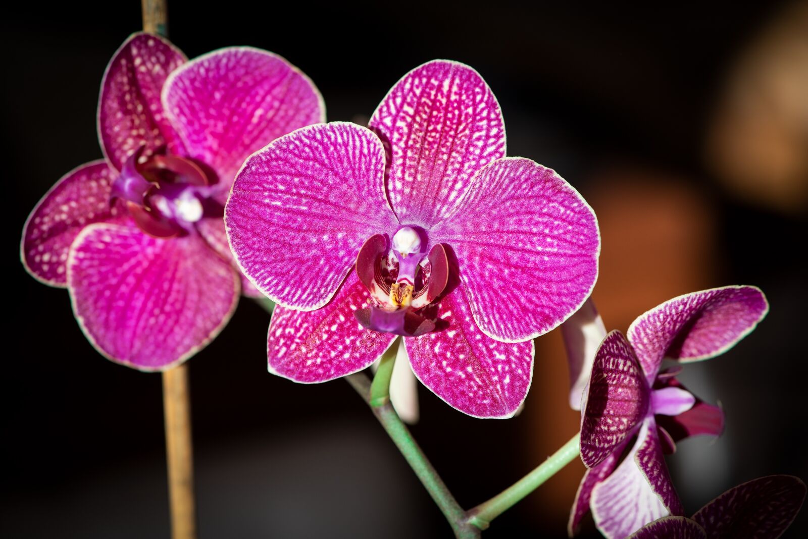 Nikon D750 sample photo. Orchid, flower, flowers photography