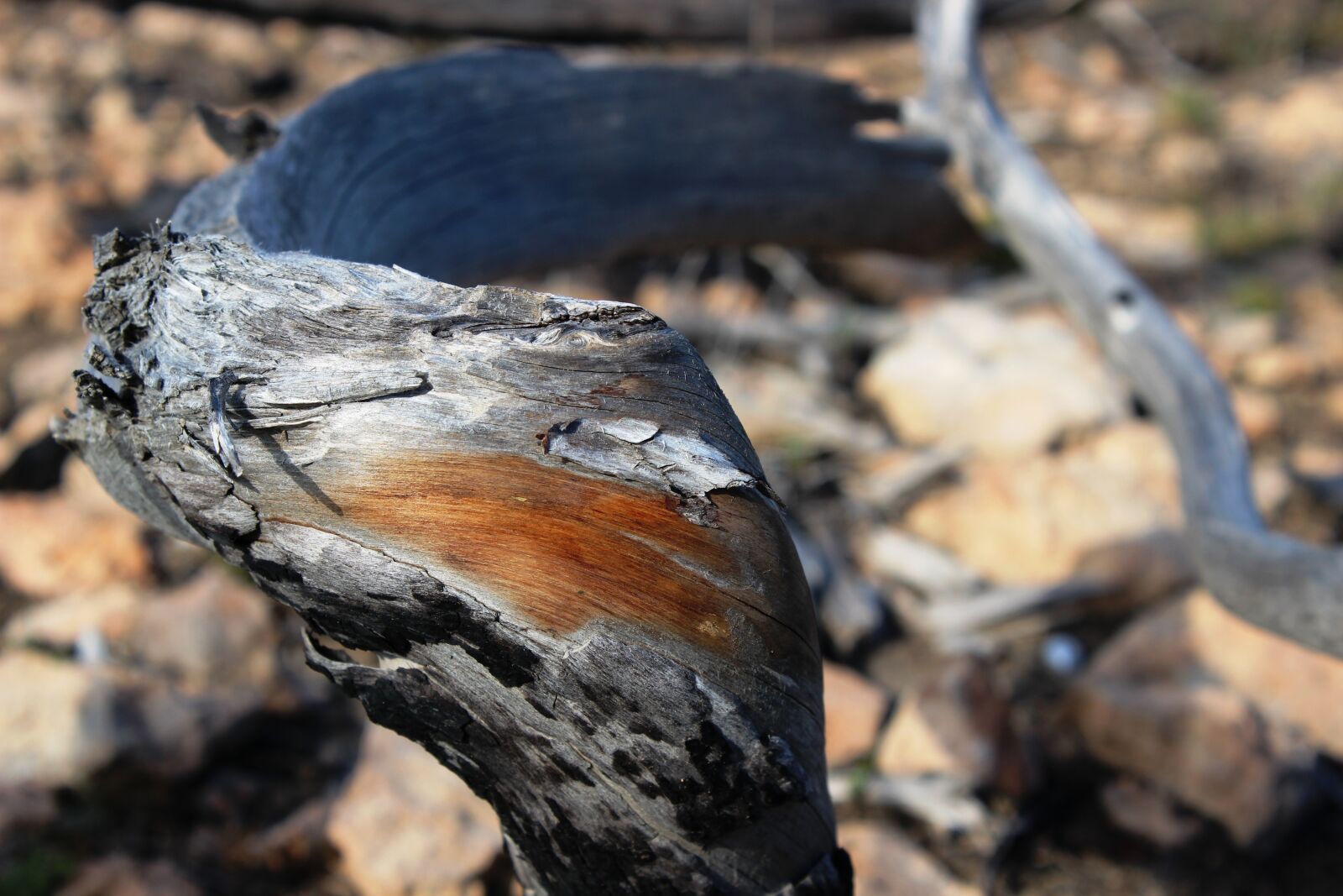Canon EOS 600D (Rebel EOS T3i / EOS Kiss X5) sample photo. Wood, nature, structure photography