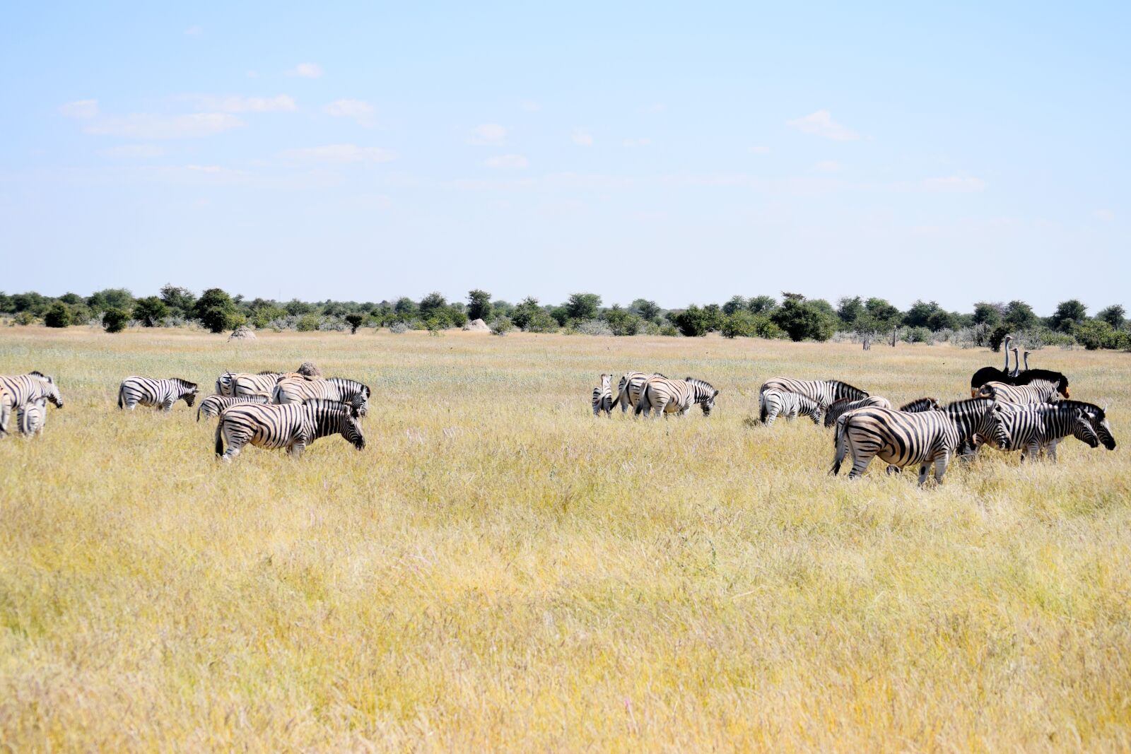 Nikon D5300 sample photo. Zebra, ostrich, etosha photography