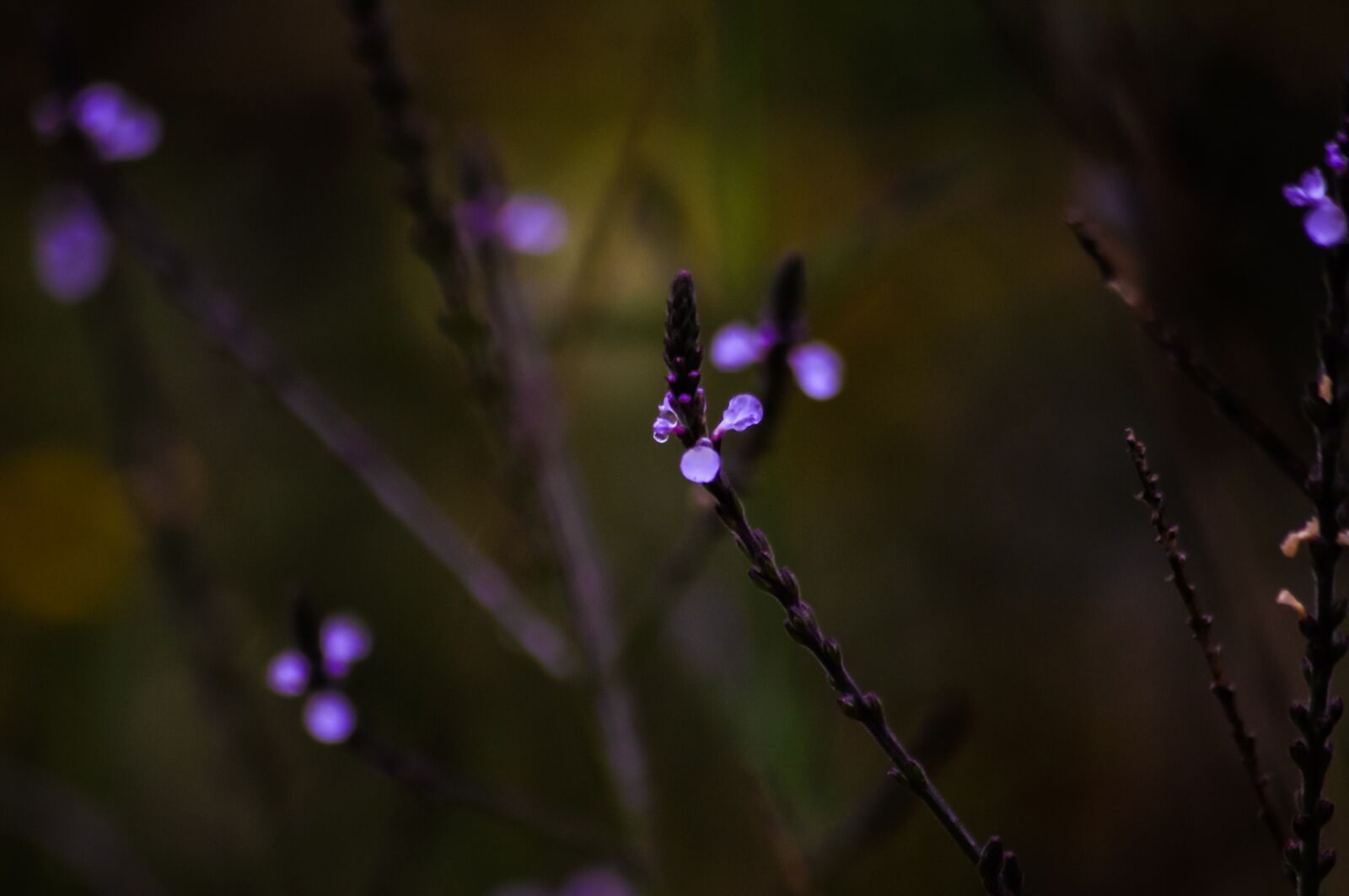 Nikon D90 sample photo. Blue vervain, flowers, purple photography