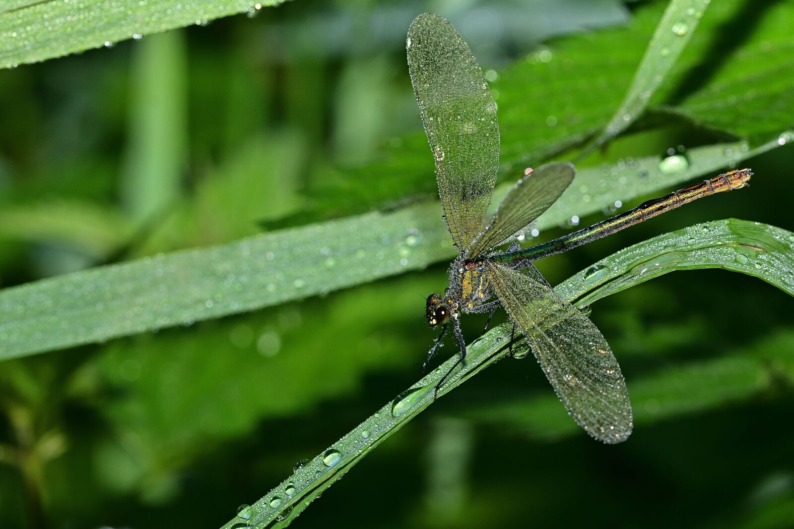 Nikon D5200 sample photo. Dragonfly, blue-winged splendor dragonfly photography