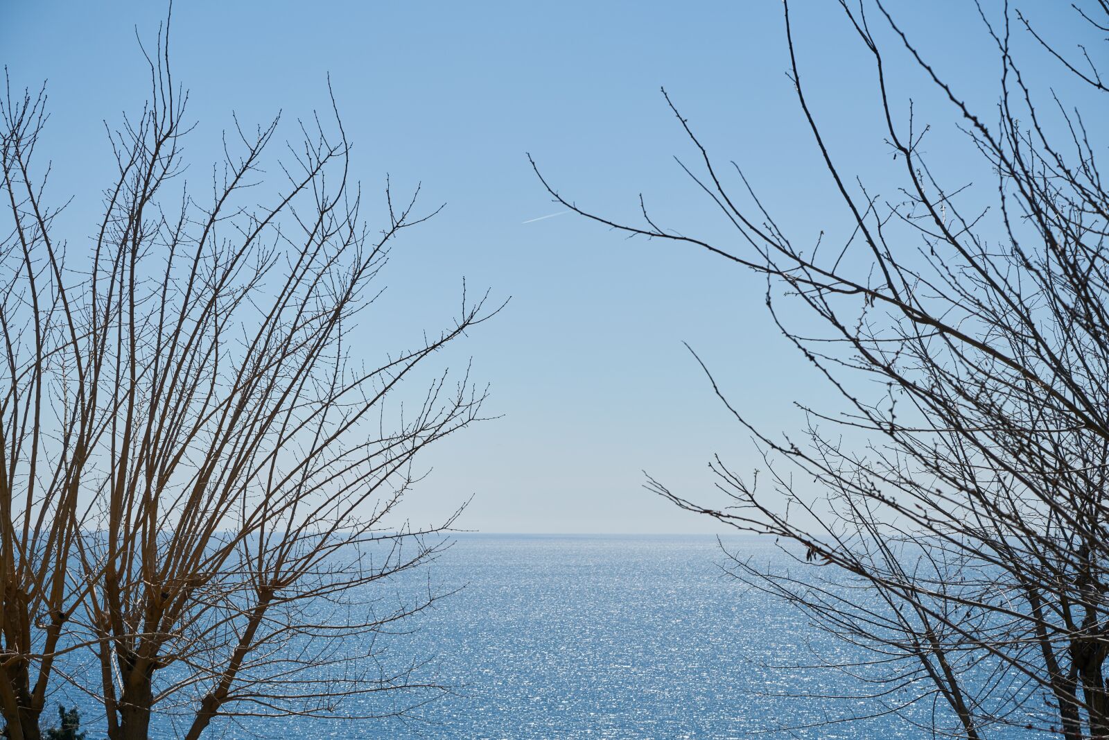 Sony a7R II sample photo. Tree, branches, sky photography