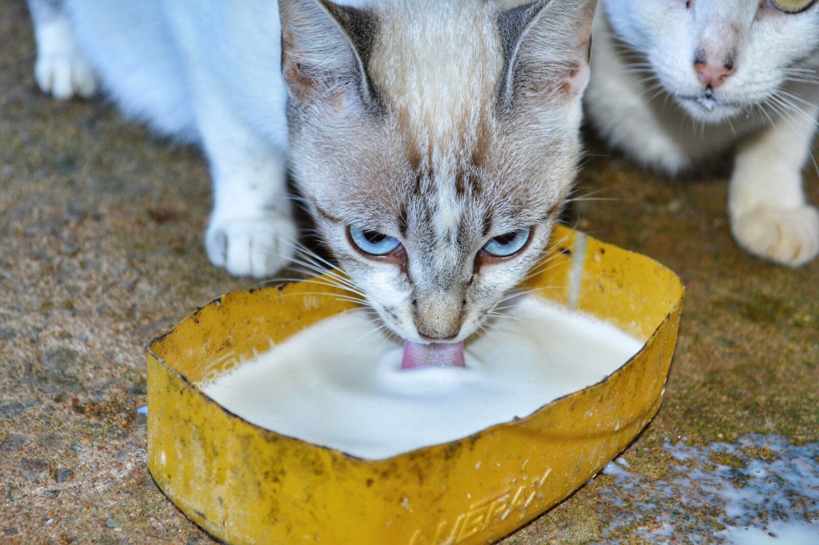 Nikon D3200 sample photo. Cat, kitten, feline photography