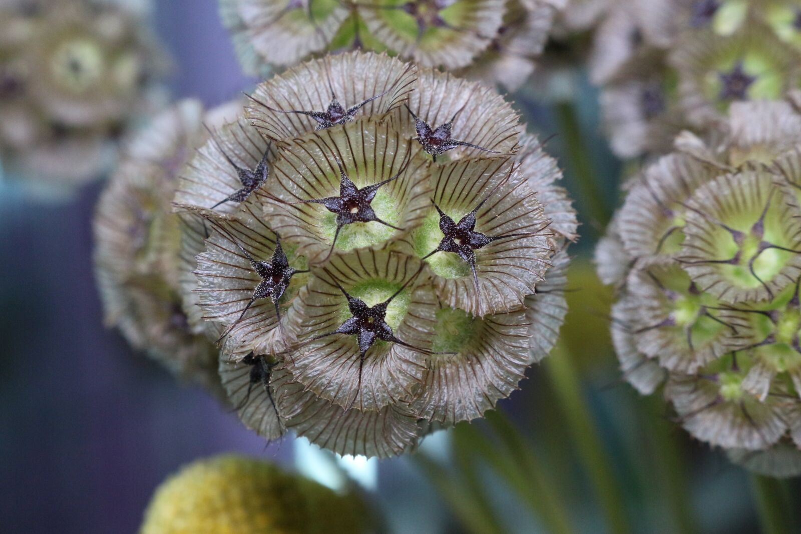 Canon EOS 700D (EOS Rebel T5i / EOS Kiss X7i) sample photo. Scabiosa, plant, botany photography