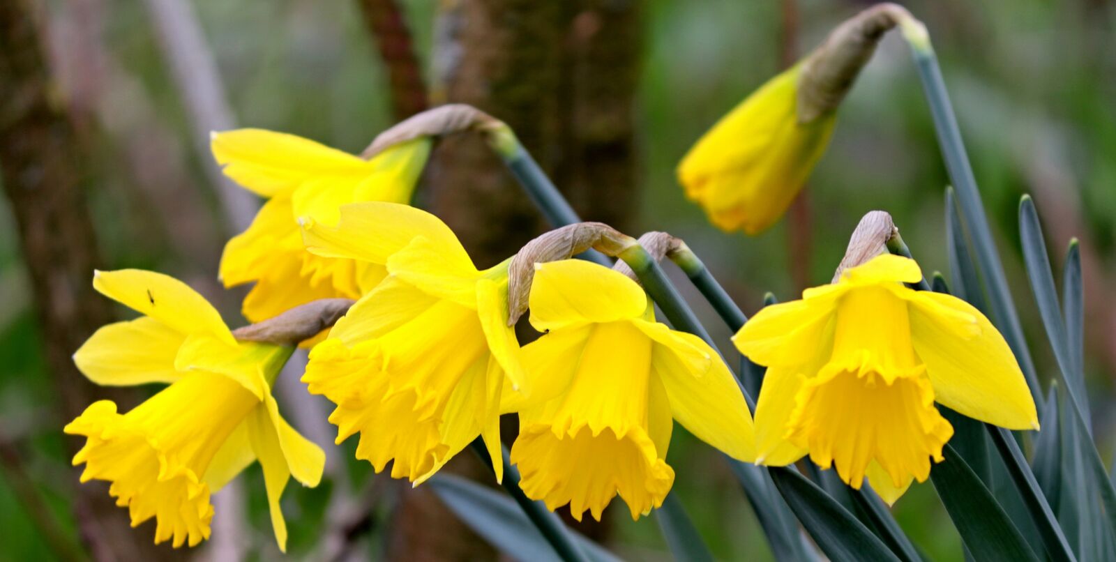 Canon EOS 200D (EOS Rebel SL2 / EOS Kiss X9) sample photo. Daffodils, osterglocken, spring flowers photography