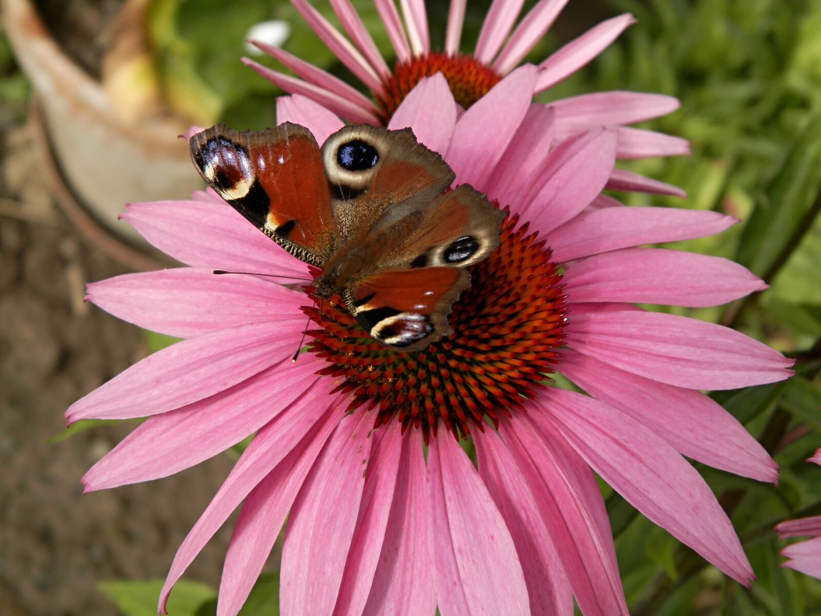 Olympus SP-620UZ sample photo. Butterfly, flower, garden photography